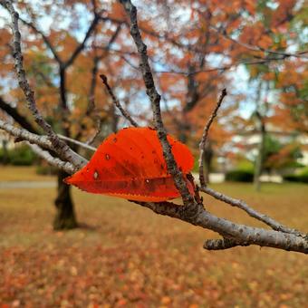 落ち葉あそびの写真
