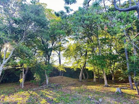 松林 松林の写真