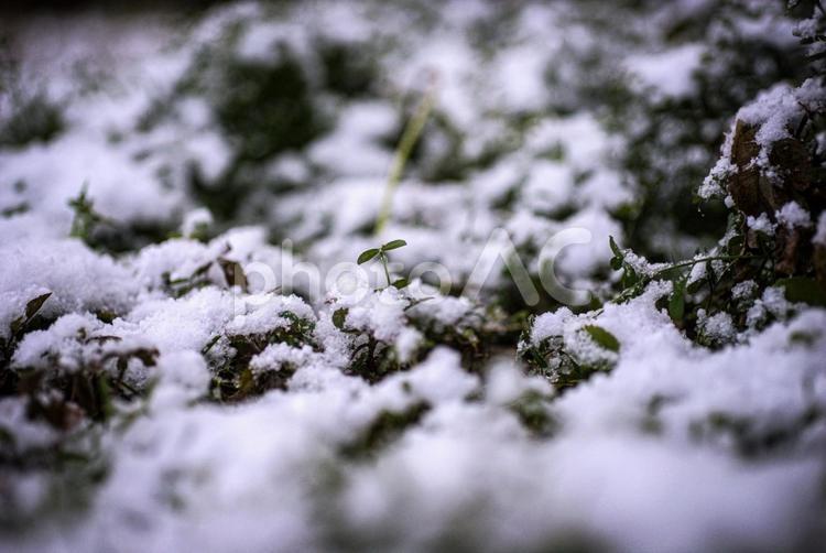 ＜五島の冬景色＞雪が降った日の風景 風景,植物,冬景色の写真素材