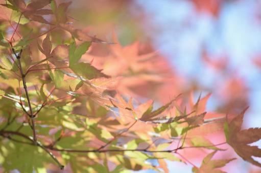 紅葉 紅葉,もみじ,モミジの写真素材