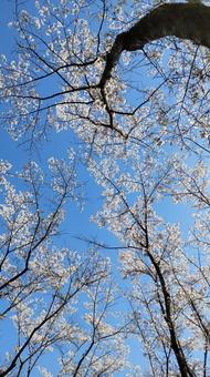 見上げた桜 見上げた桜の写真