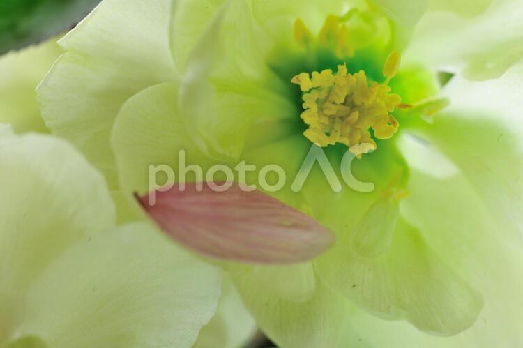 ボケの花に落ちた桜の花びら 春,自然,風景の写真素材