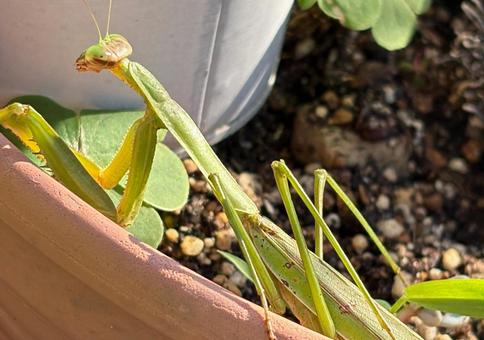 かまきり(鉢植えに乗るカマキリ) かまきり(鉢植えに乗るカマキリ)の写真