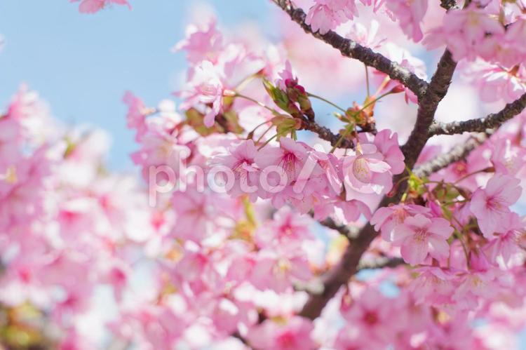 鮮やかピンクの河津桜 桜,お花見,河津桜の写真素材