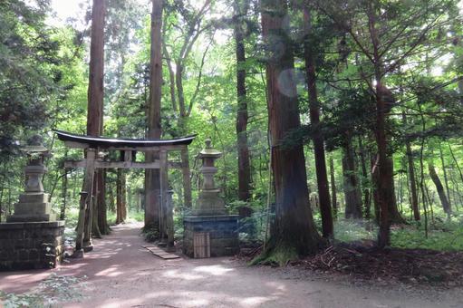新緑と神社の鳥居 新緑,神社,鳥居の写真素材