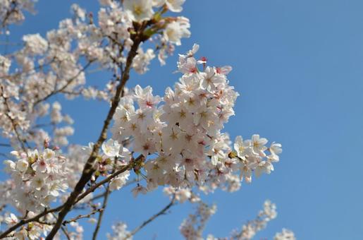 Cherry blossoms bloom, JPG