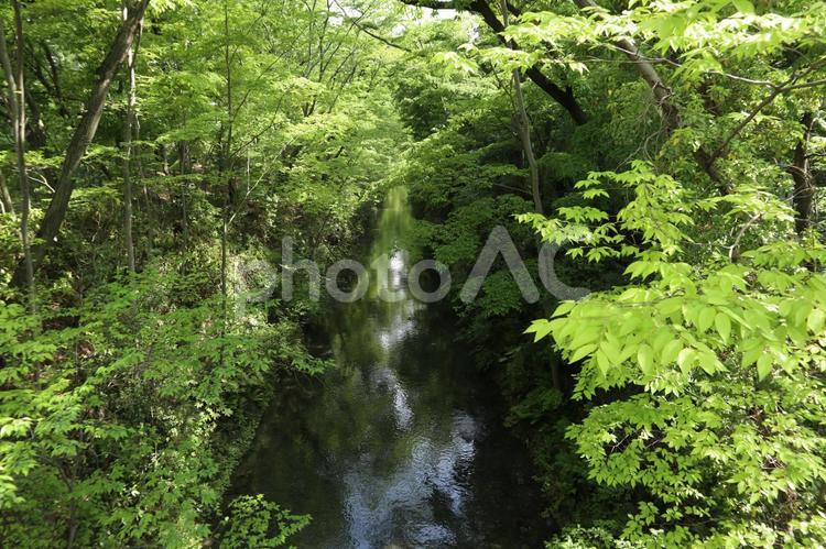 福生　玉川上水 多摩川,玉川上水,玉川の写真素材