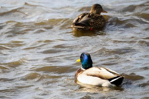 マガモ⒆の写真