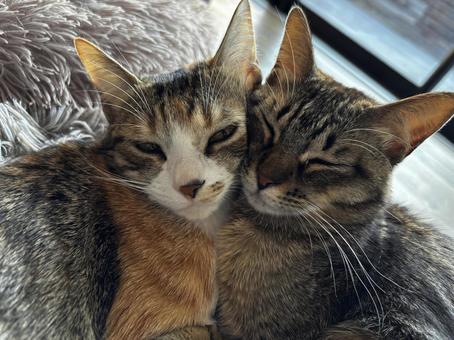 仲良しネコ 仲良しネコ 三毛猫,ミケ,猫の写真素材
