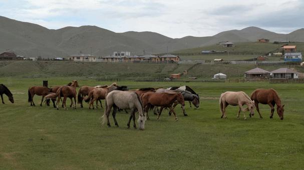 草をはむモンゴルの馬の群れ 草をはむモンゴルの馬の群れ モンゴル,馬,放牧の写真素材