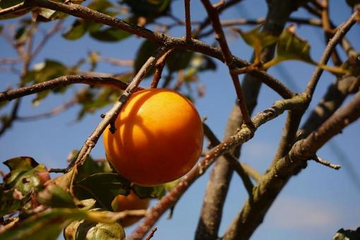 Autumn persimmon, JPG Autumn persimmon, JPG