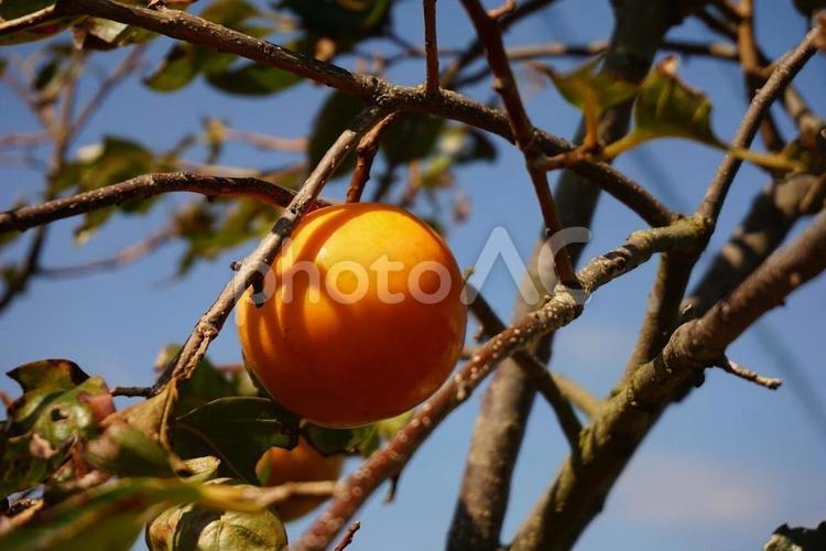 秋の柿の実 柿,果物,果実の写真素材