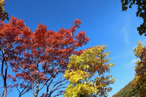 赤と黄色 赤と黄色 秋,山,自然の写真素材