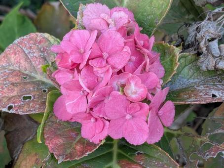 立冬過ぎに横浜市北部に咲くアジサイの花 紫陽花,初冬,横浜市青葉区の写真素材