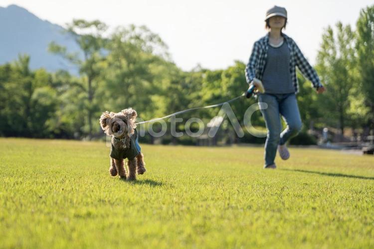春の公園で散歩するトイプードル トイプードル,トイプー,春の写真素材