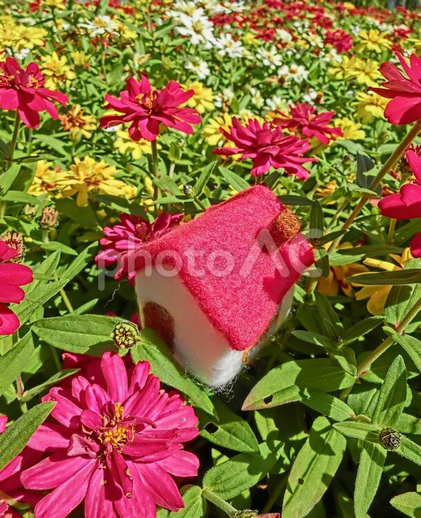 赤い屋根の家と花畑12 家,マイホーム,ハウスの写真素材