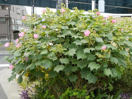 ピンク色の花のフヨウの株全体の姿（樹形） フヨウ,花,ガーデニングの写真素材