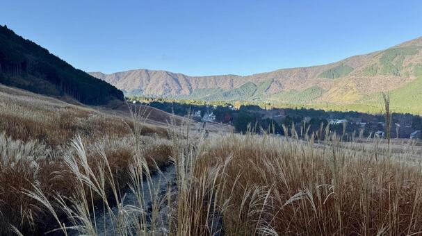 仙石原すすき草原5 仙石原すすき草原,すすき,秋の写真素材