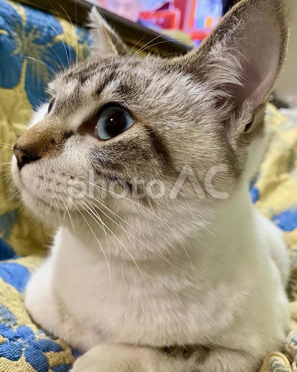 青目シャムミックス猫様の横顔 猫,シャムトラ,見つめるの写真素材
