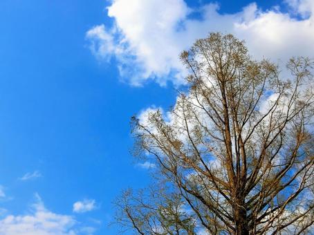 芽吹きはじめた木 春,芽吹き,早春の写真素材