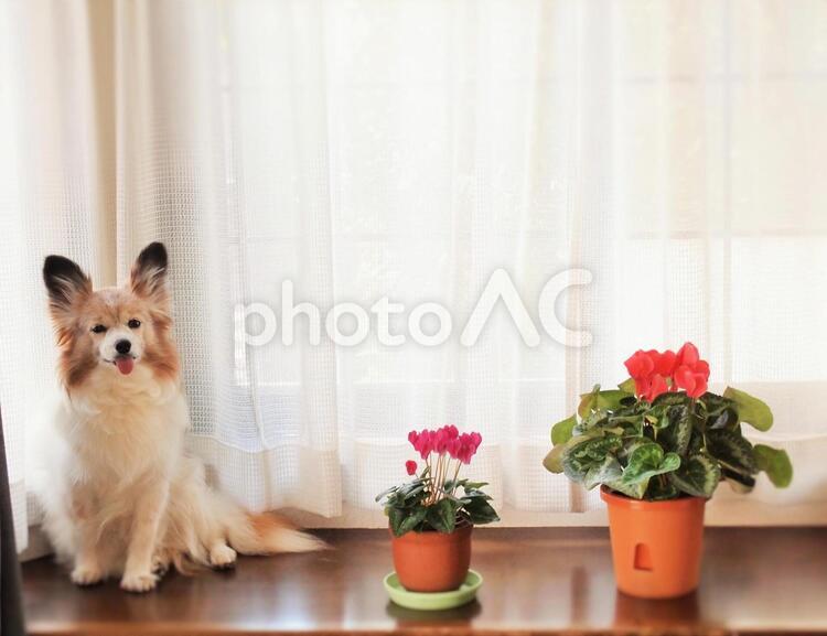 犬と花とカーテン 背景,壁紙,コピースペースの写真素材