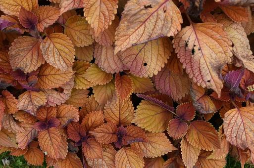 落ち葉 ② 落ち葉 ②の写真