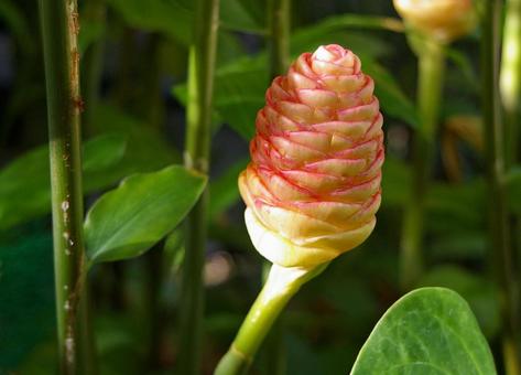 アカホオオショウガ アカホオオショウガ,赤穂大生姜,黄の写真素材