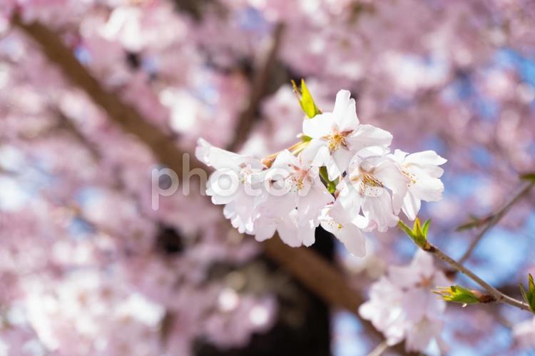 淡いピンク色　桜 桜,春,花の写真素材