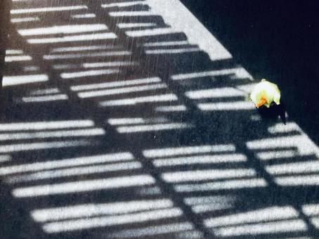 蕾1つ 蕾1つの写真