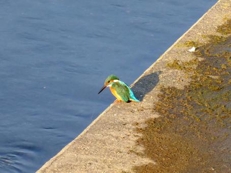 河川の護岸から水面を見つめるカワセミ カワセミ,鳥,鳥類の写真素材