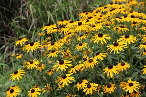 黄色の花びらの満開のリシマキアの花畑 黄色の花びらの満開のリシマキアの花畑の写真
