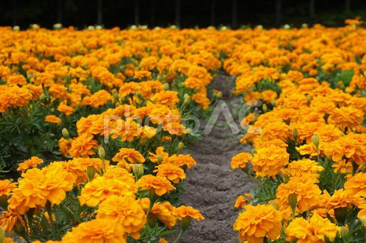 オレンジ マリーゴールド オレンジ,マリーゴールド,植物の写真素材
