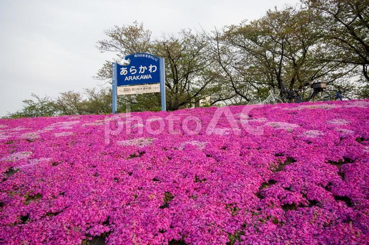 芝桜　荒川沿い 芝桜,荒川土手,紫の写真素材