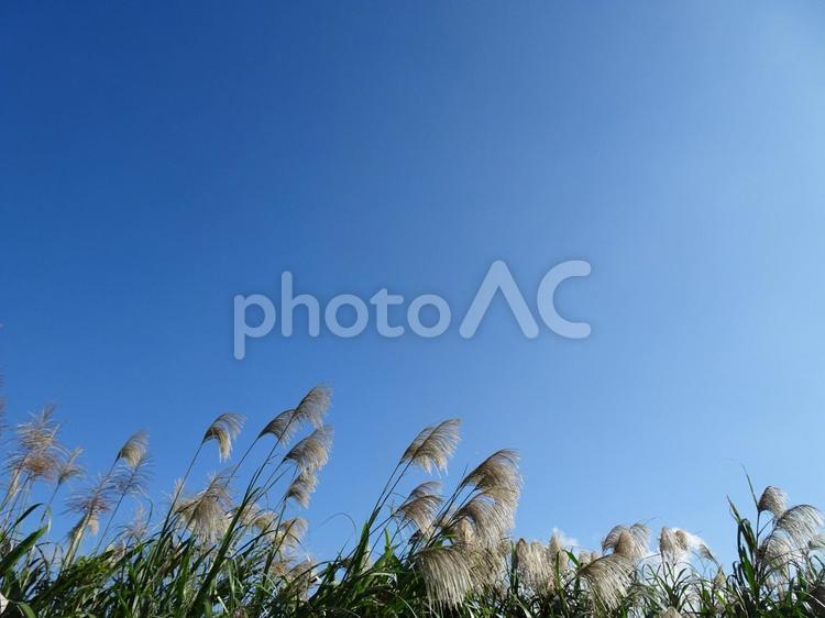 沖縄の秋空とすすき すすき,秋,沖縄の写真素材