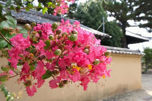 Crape myrtle flowers bloom from the rainy season through autumn (Saidaiji Temple), JPG