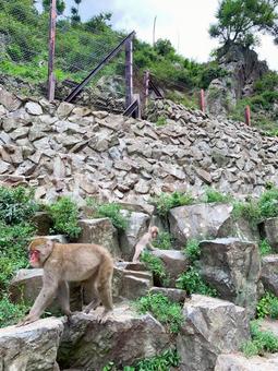 地獄谷野猿公苑の猿たち 地獄谷野猿公苑の猿たち 猿,ニホンザル,山ノ内町の写真素材
