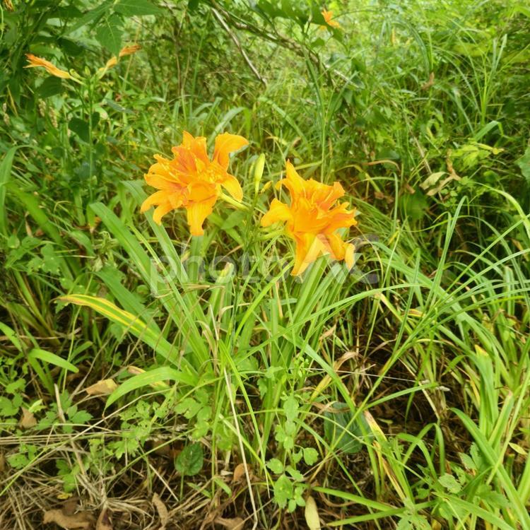 ワスレグサの咲く季節 ワスレグサ,畔,草の写真素材