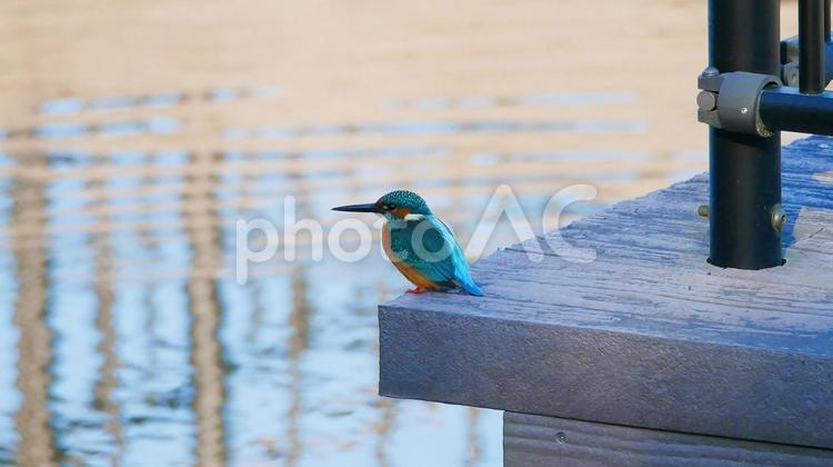 親水公園の桟橋から魚を狙うカワセミ カワセミ,野鳥,小鳥の写真素材