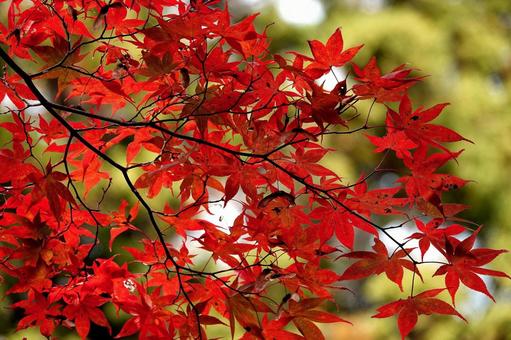 紅葉16 植物,秋,紅葉の写真素材