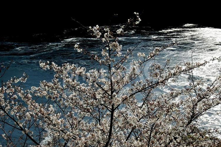 桜と渦潮 海,桜,渦潮の写真素材