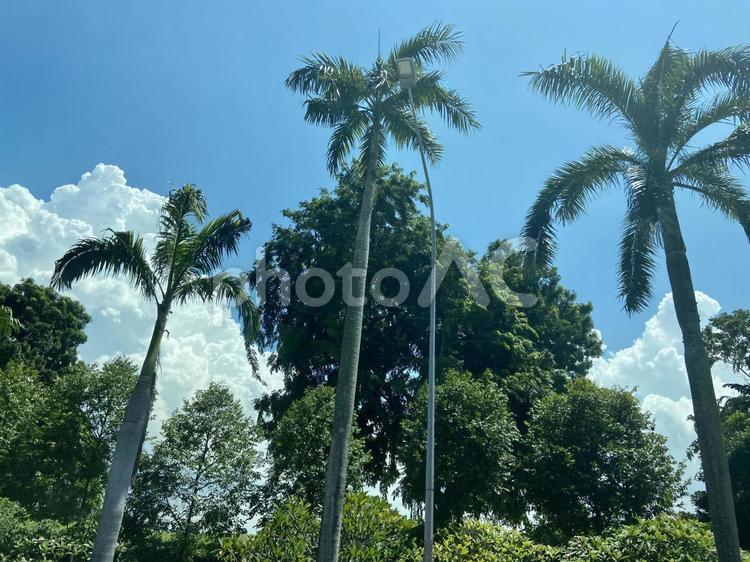 ヤシの木と青空 やしの木,ヤシ科,熱帯の写真素材