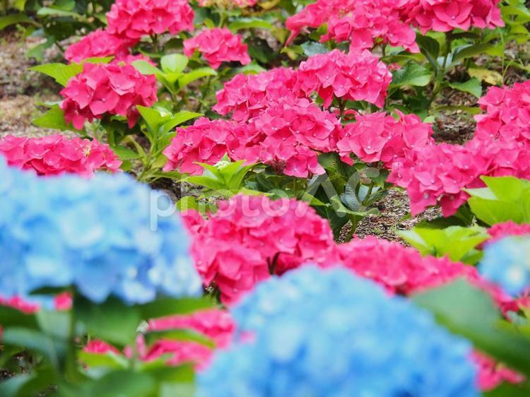 ピンクとブルーの紫陽花　背景素材 あじさい,ガクアジサイ,ピンクの写真素材