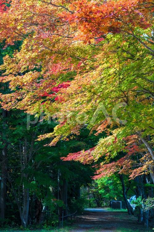 紅葉する散歩道 秋,紅葉,風景の写真素材