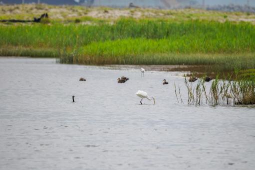 干潟の風景⒀ 干潟の風景⒀の写真