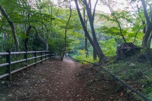 井の頭公園の散歩道 井の頭公園の散歩道 井の頭公園,散歩道,夏の終わりの写真素材