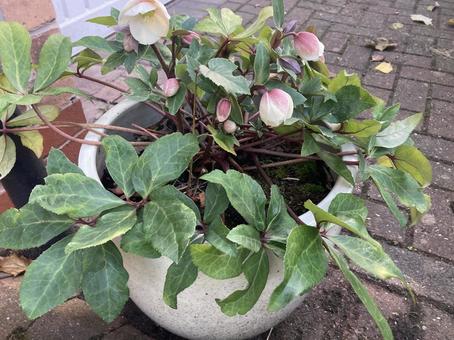 可愛いクリスマスローズ 冬,クリスマスローズ,可愛いの写真素材