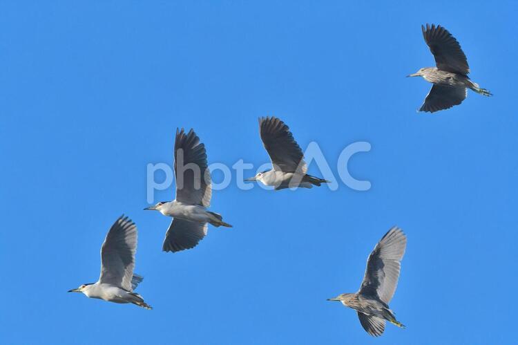 ゴイサギとホシゴイ（ゴイサギの幼鳥）の飛翔 冬,野鳥,鳥の写真素材