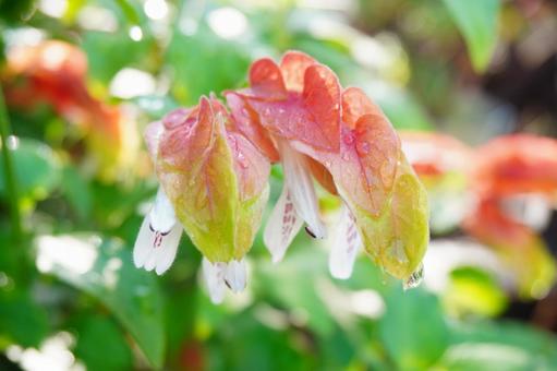Photo, cohasset, flower, early summer, 