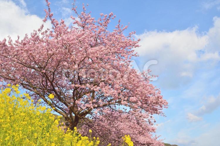 下から見上げた菜の花と河津桜 菜の花と桜,河津桜,桜の写真素材