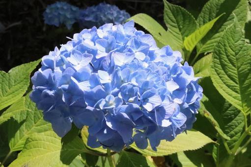 Hydrangea, JPG Hydrangea, JPG